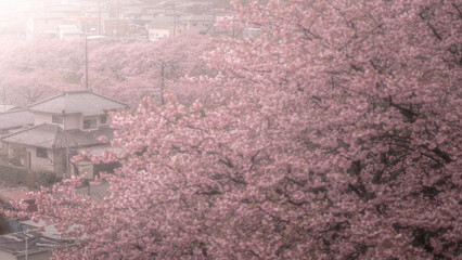 静岡県 河津桜まつり 桜見晴台