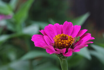 Pink Zinnia Flower With Green Bush Cricket on Petals