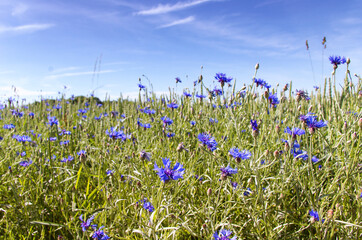 
blume, fr&uuml;hling, natur, pflanze, krokus, aufbl&uuml;hen, sch&ouml;nheit, blau, flora, garten, lila, veilchen, bl&uuml;hen, wiese, jahreszeit, makro, blatt, sommer, wald, close up, wildblume, feld, blume, sommer, bl