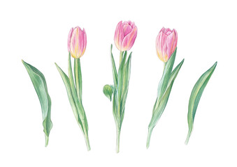 Watercolor pink tulips and leaves, hand drawn botanical illustration