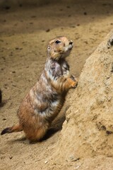 プレイリードック