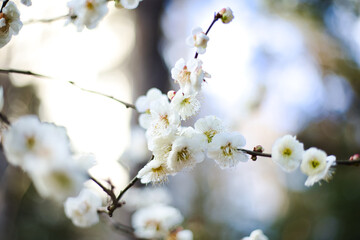 白い梅の花