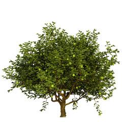 Obraz premium tree isolated on white background, 3d render