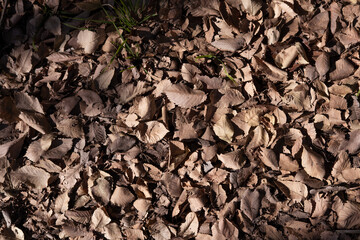 Dry leaves fallen to the ground in autumn. Concept nature.