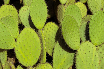 Green cactus texture in spring with spikes.