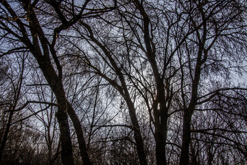 arbre