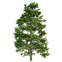 Obraz premium tree isolated on white background, 3d render