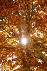 Buche mit verfärbten Blättern im Herbst