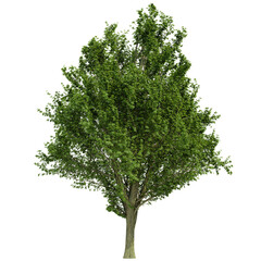 Obraz premium tree isolated on white background, 3d render
