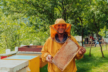 Fototapeta premium Senior beekeeper checking how the honey production is progressing. Photo of a beekeeper with a comb of honey