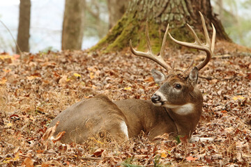 A Buck in it's Bed