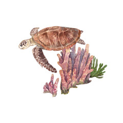 Sea turtle on a background of pink long corals, highlighted on a white background. Watercolor illustration of marine animals and plants. The drawing is suitable for postcards, websites, design.