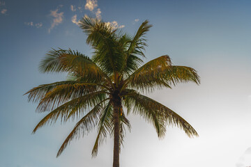 Fototapeta na wymiar Palm Tree in South Beach, Miami, Florida