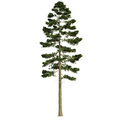 tree isolated on white background, 3d render
