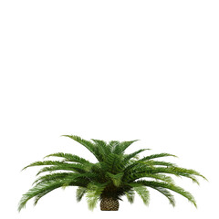 Fototapeta na wymiar tropical palm tree isolated on white background, 3d render