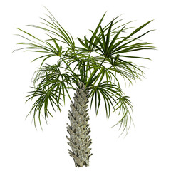 Fototapeta premium tropical palm tree isolated on white background, 3d render