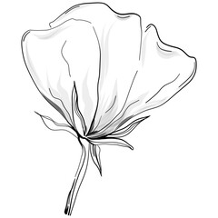 Line drawing flowers, wild flowers, hand drawn vector illustration.