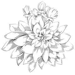 Line drawing flowers, wild flowers, hand drawn vector illustration.