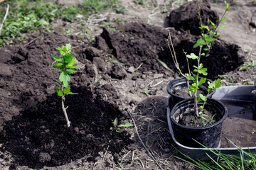 Transplanting plants from transport pots into the ground in the spring. Planting rose mallow, hardy...