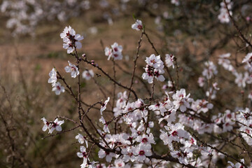 Almendro en flor