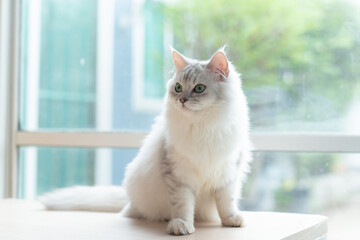Cute persian cat sitting on wood table