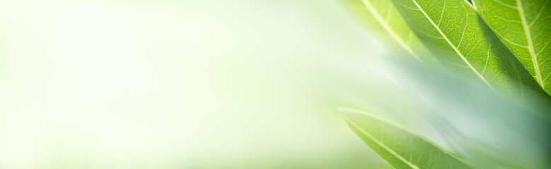 Natural green leaf texture with sun light use for nature background wallpaper cover page 