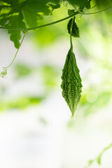 Natural fruit and green leaf texture with sun light use for nature background wallpaper cover page 