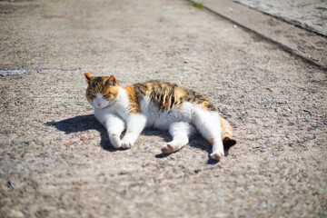 漁港で生活をしている猫くつろぐ