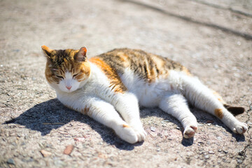 漁港で生活をしている猫くつろぐ