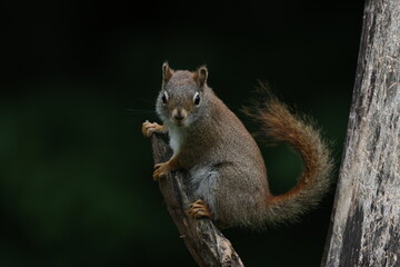 Red Squirrel on a Limb