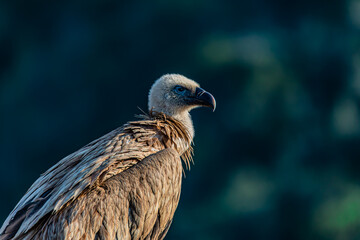 portrait of a vulture