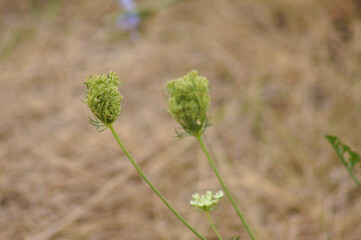 Closeup of green wild carrot seeds with blurred background