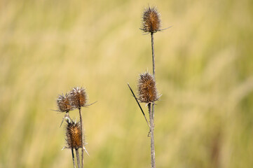 Closeup of brown cutleaf teasel seeds with blurred background