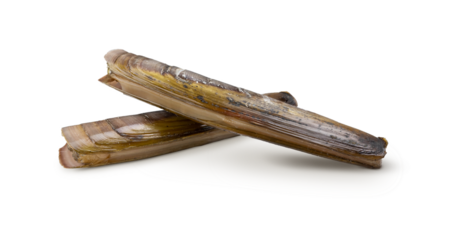Razor clams isolated on white background. Fresh seafood.