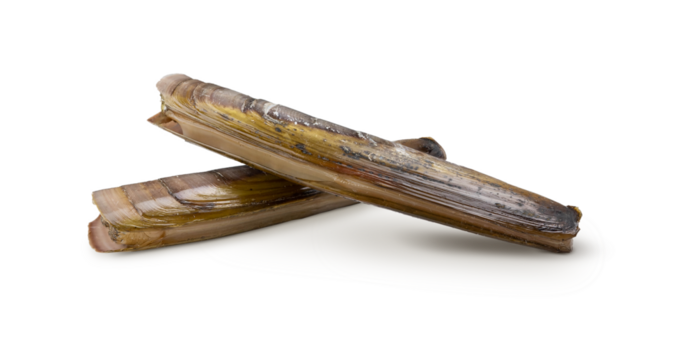 Razor clams isolated on white background. Fresh seafood.
