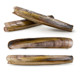 Obraz premium Razor clams isolated on white background. Fresh seafood.