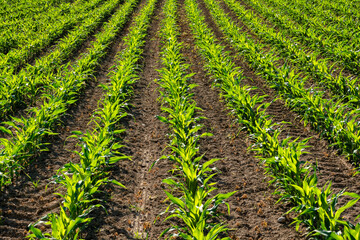 View over green corn field plantation