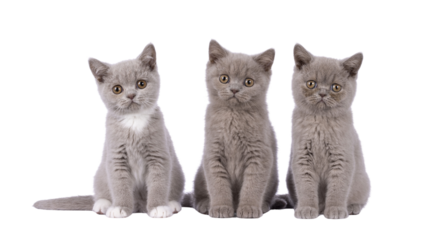 Row of 3 British Shorthair cat kittens, siting beside each other. All looking towards camera. Isolated cutout on a transparent background.