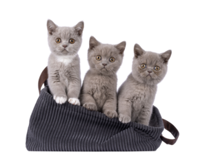 Row of 3 British Shorthair cat kittens, siting beside each in a rib cord basket. All looking towards camera. Isolated cutout on a transparent background.