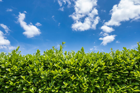 Green hedge of evergreen cherry laurel against blue sky