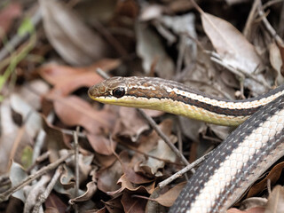Portrait of the Lateral Water Snake, Thamnosophis lateralis..Zombitse-Vohibasia National Park Madagascar wildlife.