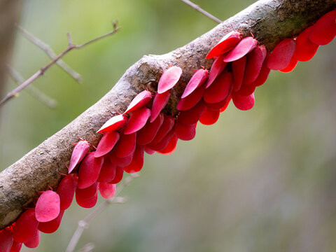 Wonder of nature, Flower-spike bug, Flatida rosea, Zombitse-Vohibasia National Park Madagascar wildlife.