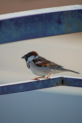 Sparrow bird on fence 