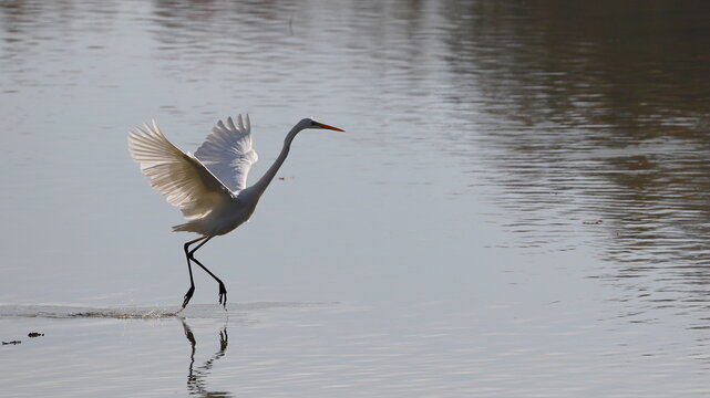 czapla biała - white heron