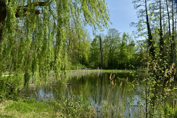 La végétation luxuriante au début du printemps autour d'un des étangs au domaine provincial de Kessel-Lo au nord de Louvain 