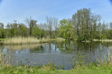 Fototapeta na wymiar La végétation luxuriante au début du printemps autour d'un des étangs au domaine provincial de Kessel-Lo au nord de Louvain 