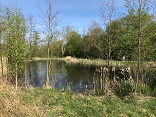 Fototapeta na wymiar La végétation luxuriante au début du printemps autour d'un des étangs au domaine provincial de Kessel-Lo au nord de Louvain 