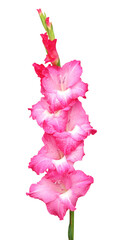 Closeup of pink gladiolus flower - obrazy, fototapety, plakaty
