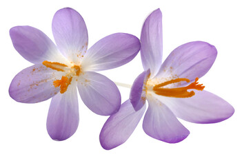 Fototapeta na wymiar Saffron crocus flower