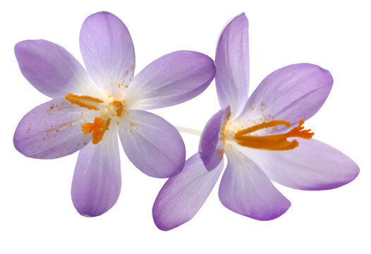 Saffron crocus flower